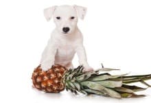 Kan hundar äta ananas? (Fördelar, vitaminer & risker)