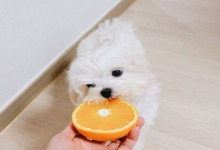 Kan hundar äta apelsin? (fördelar och risker)