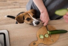 Kan hundar äta gurka? (Ja & här är varför)