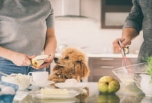 Kan hundar äta päron? (vad du ska undvika & risker)
