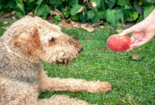 Kan hundar äta persika? (vitaminer & risker)
