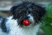 Kan hundar äta tomat? (risker & symtom)