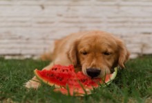hund vattenmelon