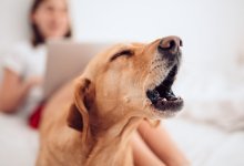 8 Anledningar att hundar skäller (& Hur du motverkar det)