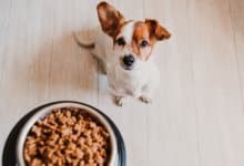 Välj rätt foder till din hund (7 Tips)