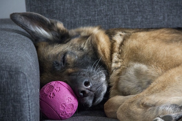 hund som vill sova ensam i soffan med sin leksak