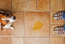 Hund kissar inne (tips & hur du tränar bort det snabbt)