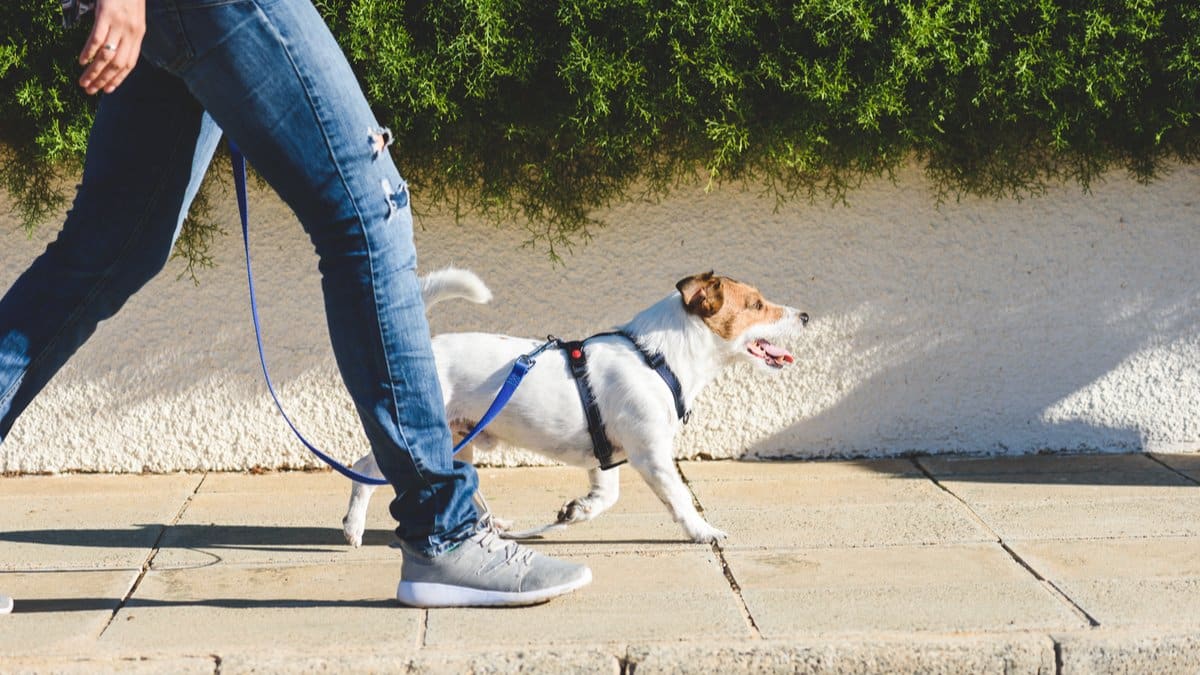 Koppelträning - Lära hund gå fot