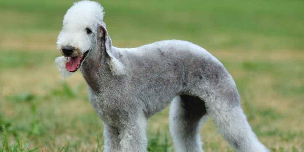 Allergivänlig hund: Bedlington terrier