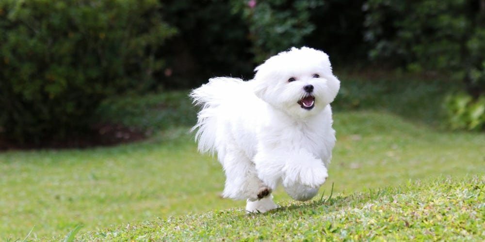 Allergivänlig hund: Malteser