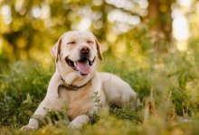 10 Intressanta faktan om Labrador Retriever