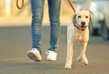 10 Tips för bättre hundpromenader (som alla borde veta)