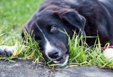 4 Orsaker till att hundar äter gräs (& potentiella risker)