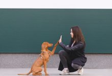 Hundträning-miljöanpassning