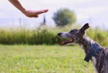 Lära hund stanna – så gör du! (3 enkla övningar)