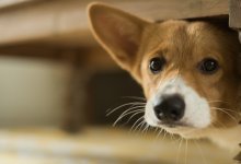 10 Vanliga rädslor och fobier hos hundar