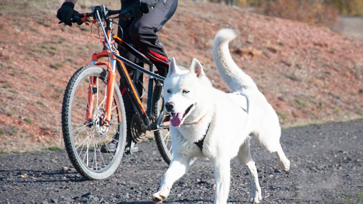 cykla med hund