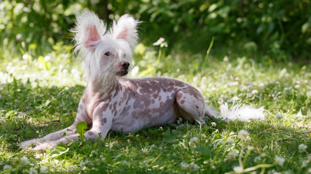 Fula Hundar - Chinese Crested Dog