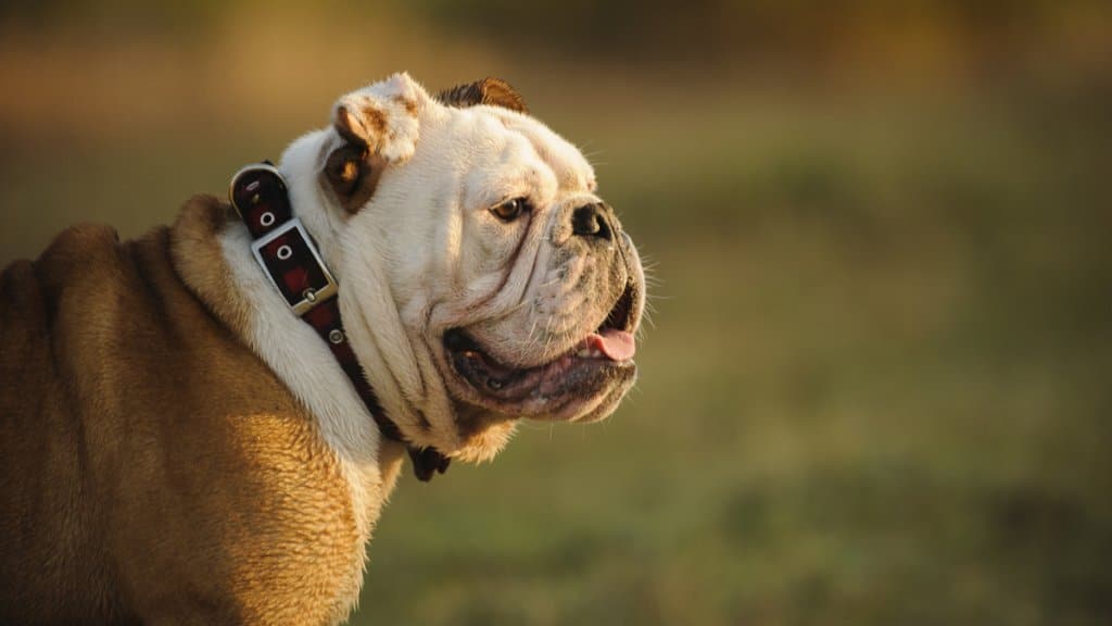 Fula Hundar - Engelsk Bulldogg