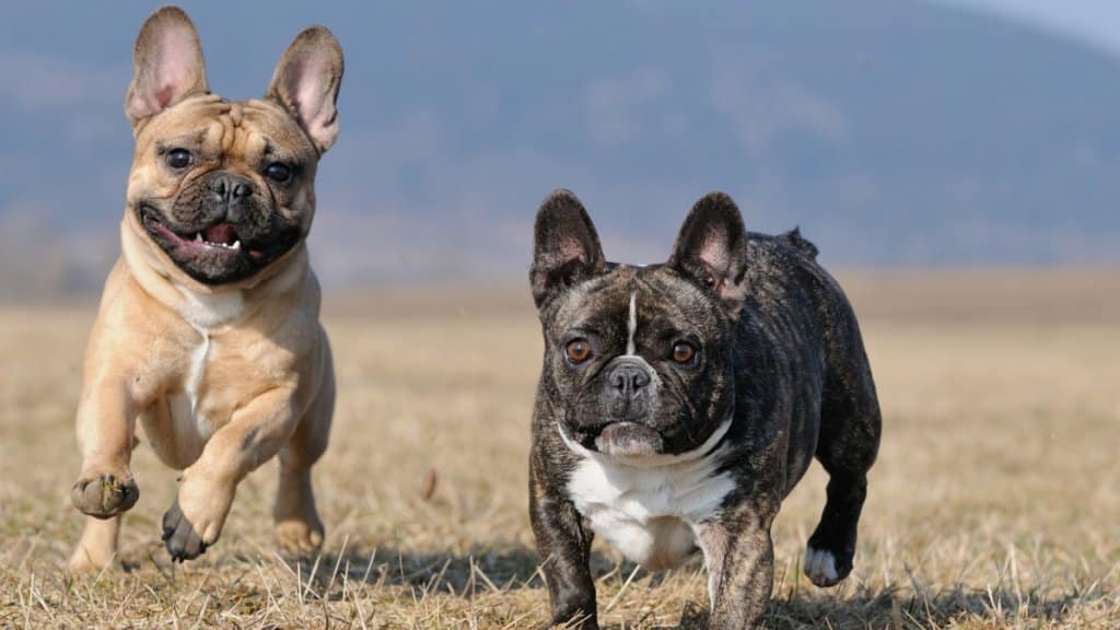 Fula Hundar - Fransk Bulldogg