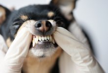 Vad är tandsten hos hund? (& hur du tar bort det)