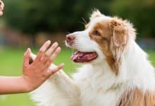 Lära hund high five – så gör du! steg för steg)