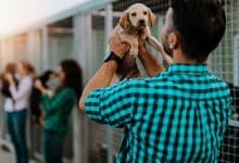 Adoptera hund – Hundar för adoption & adoptionsprocessen