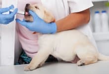 Avmaska hund – symtom & rekommenderade preparat