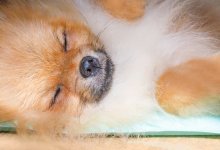 Bästa kylmattan & kyldynan för hundar 2023 » Bäst i Test