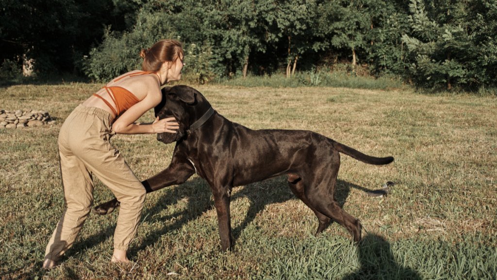 Världens största hund: Grand danois
