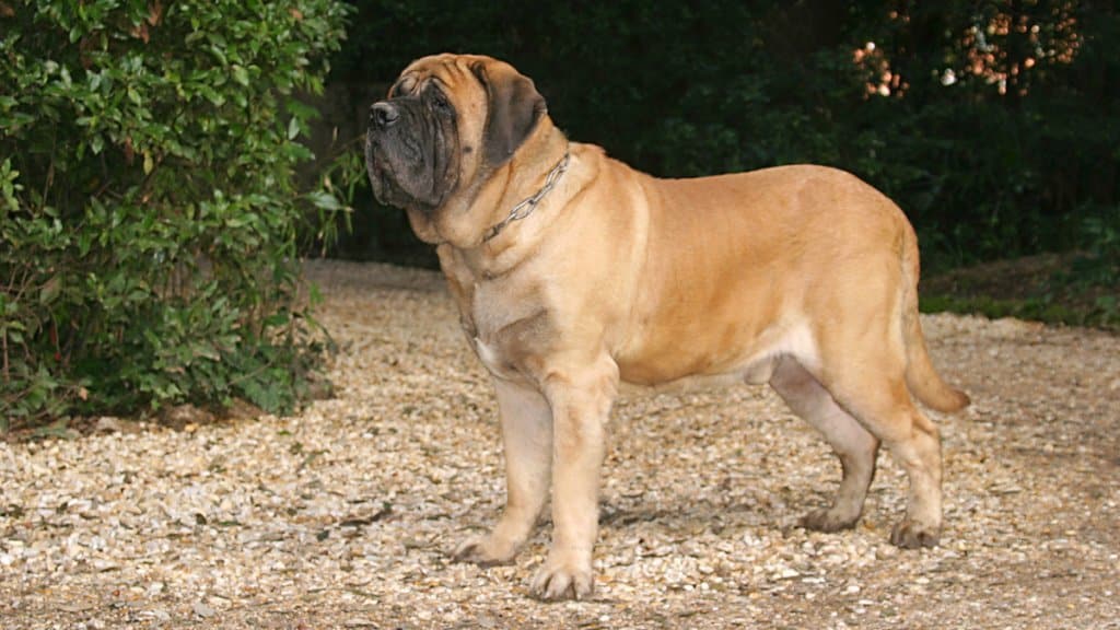 Världens största hund: Mastiff