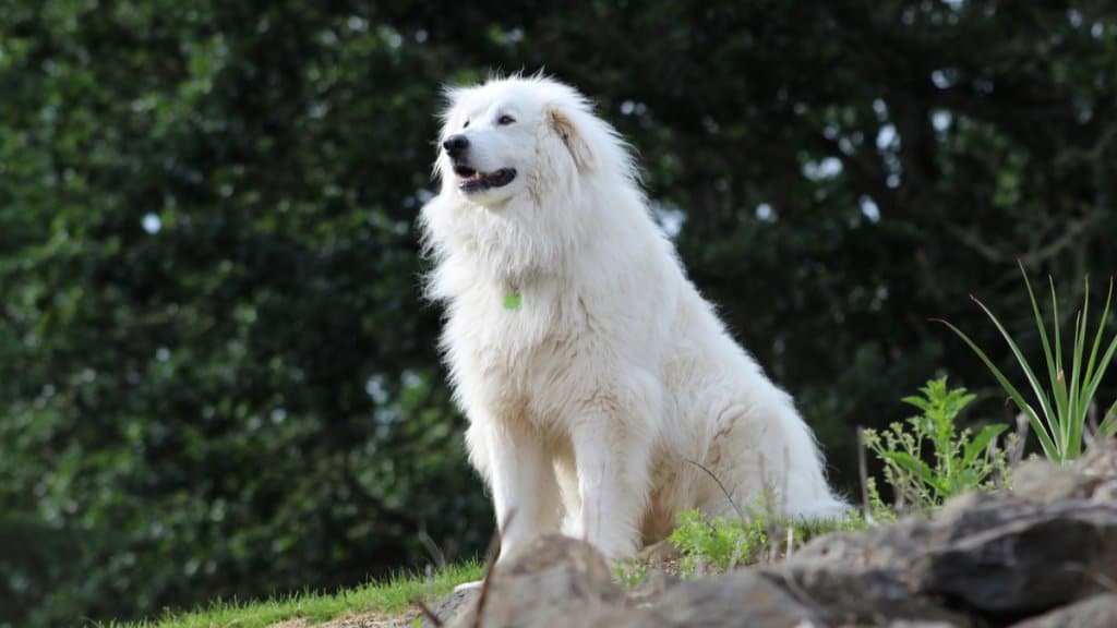 Världens största hund: Pyrenéerhund