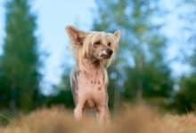 Chinese crested dog (Kinesisk nakenhund)