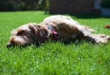 10 Heta tips som håller hunden säker i värmen