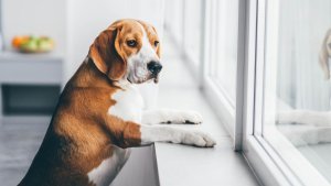 Hur länge får en hund vara ensam?