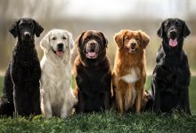 10 Snälla hundraser (med bilder och information)
