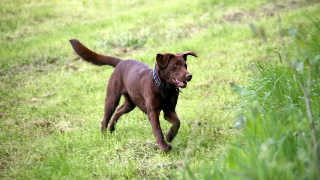 bruna hundraser - labrador retriever