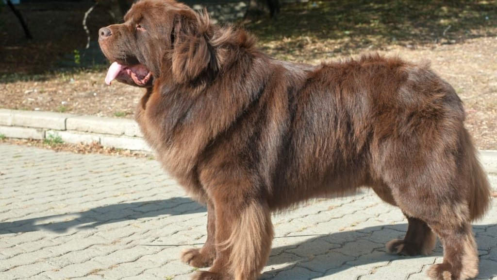 bruna hundraser - newfoundlandshund