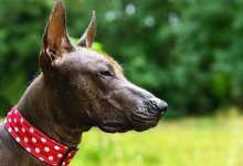 10 Coola hundraser som sticker ut (med bilder och fakta)