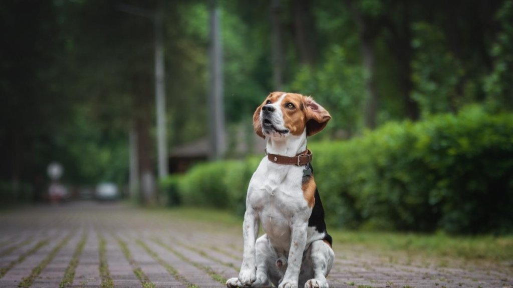 hundraser familjehund - beagle