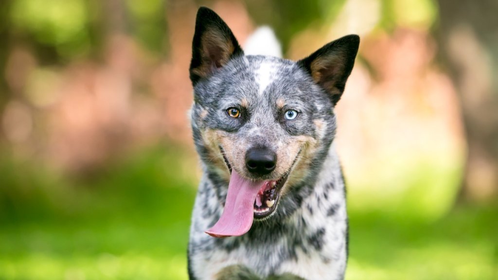 hundraser ned blå ögon - australian cattledog