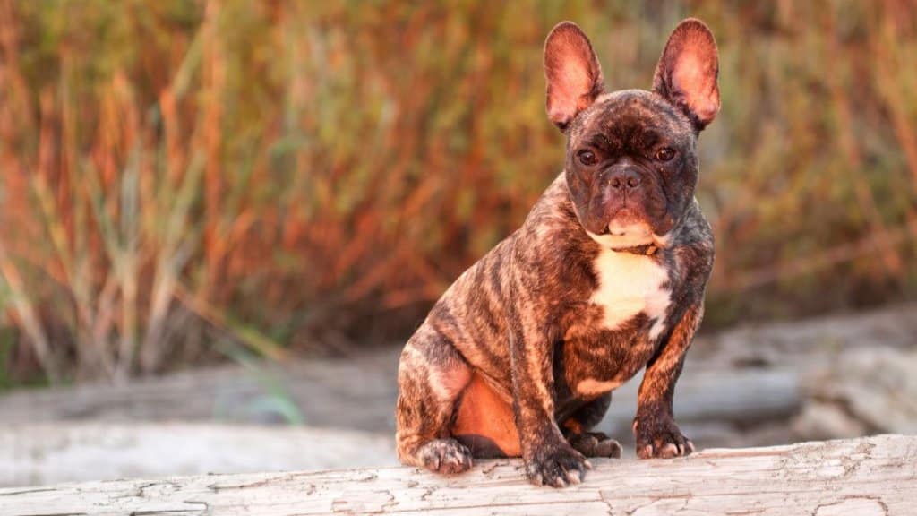 hundraser sällskapshund - fransk bulldogg