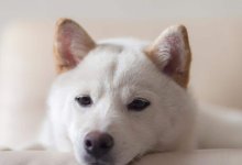 10 Japanska hundraser (med bilder och fakta)