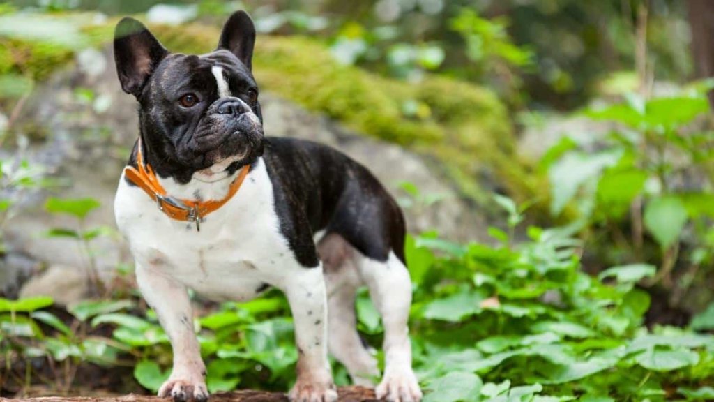korthåriga hundraser - fransk bulldogg