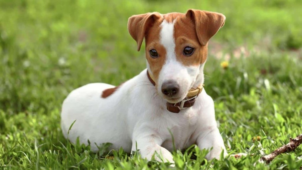 korthåriga hundraser - jack russell terrier