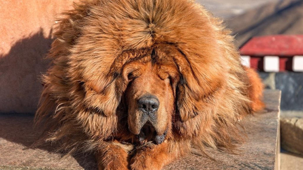 stora hundraser - tibetansk mastiff