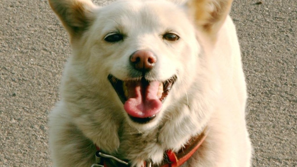 svenska hundraser - svensk vit älghund