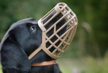 Bästa munkorgen för hundar 2023 » Bäst i Test