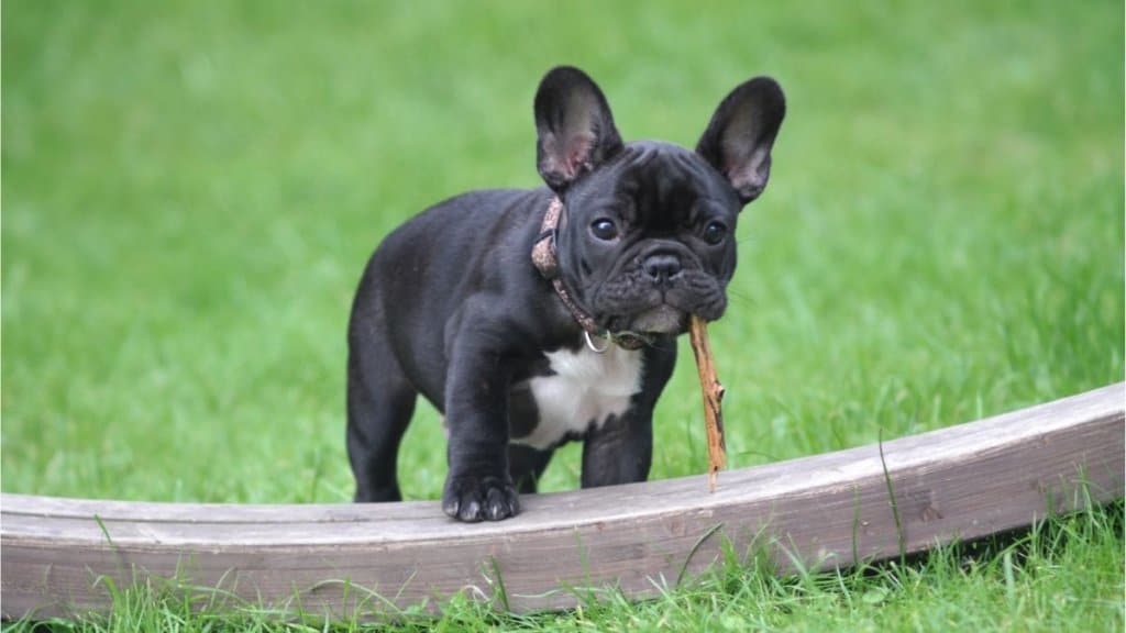 Roliga hundraser - Fransk Bulldogg