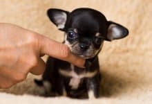 Världens minsta hund - så liten är den